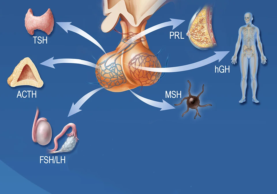 2020-Anterior-Pituitary-Hormones-Chinese.png